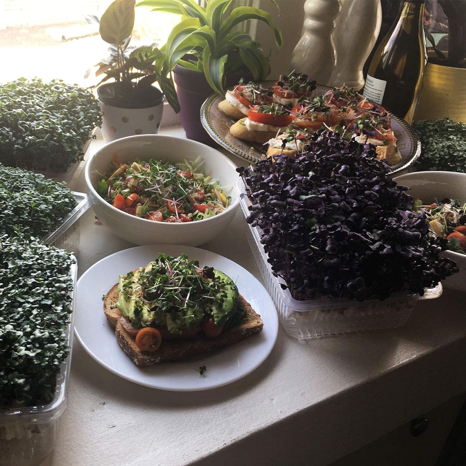 Mountain Valley Seed Co Self Watering Indoor Microgreens Kit - Hydroponic | Microgreens Growing Kit for Broccoli, Rambo Radish, Red Tatsoi, China Rose Radish, Spicy and Basic Salad Mix Seeds for Home