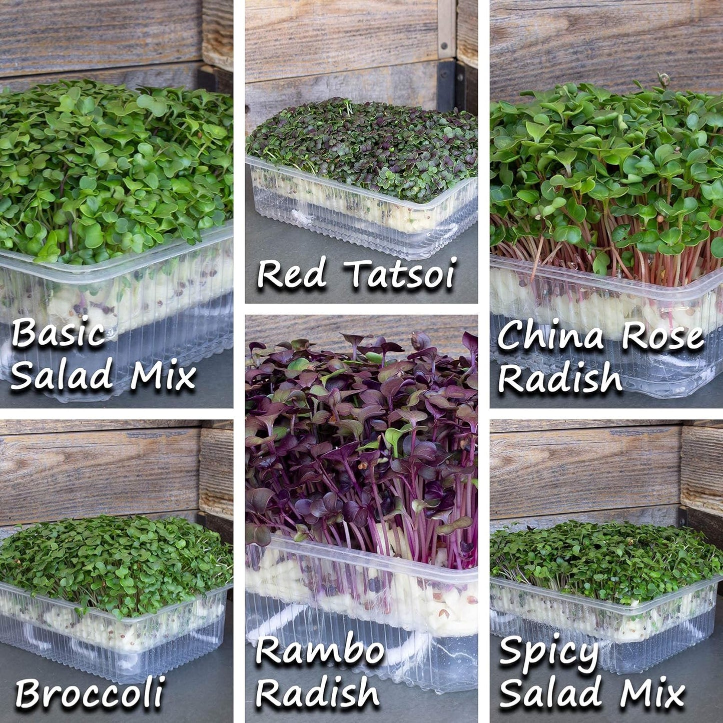 Mountain Valley Seed Co Self Watering Indoor Microgreens Kit - Hydroponic | Microgreens Growing Kit for Broccoli, Rambo Radish, Red Tatsoi, China Rose Radish, Spicy and Basic Salad Mix Seeds for Home